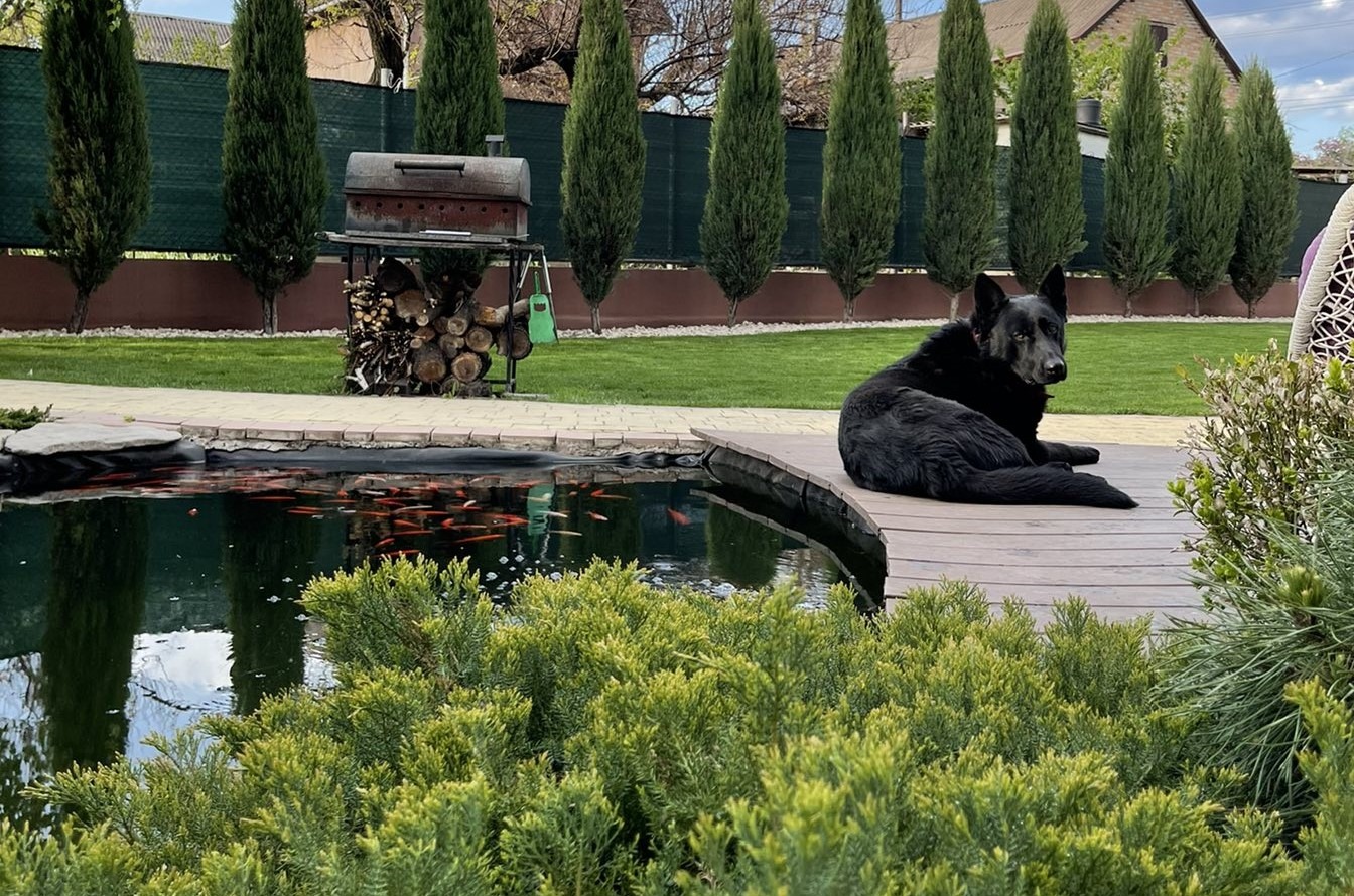 Oczko wodne z rybkami koi, drewniany pomost, na którym leży czarny owczarek niemiecki. W tle rząd cyprysów i grill z drewnem.
