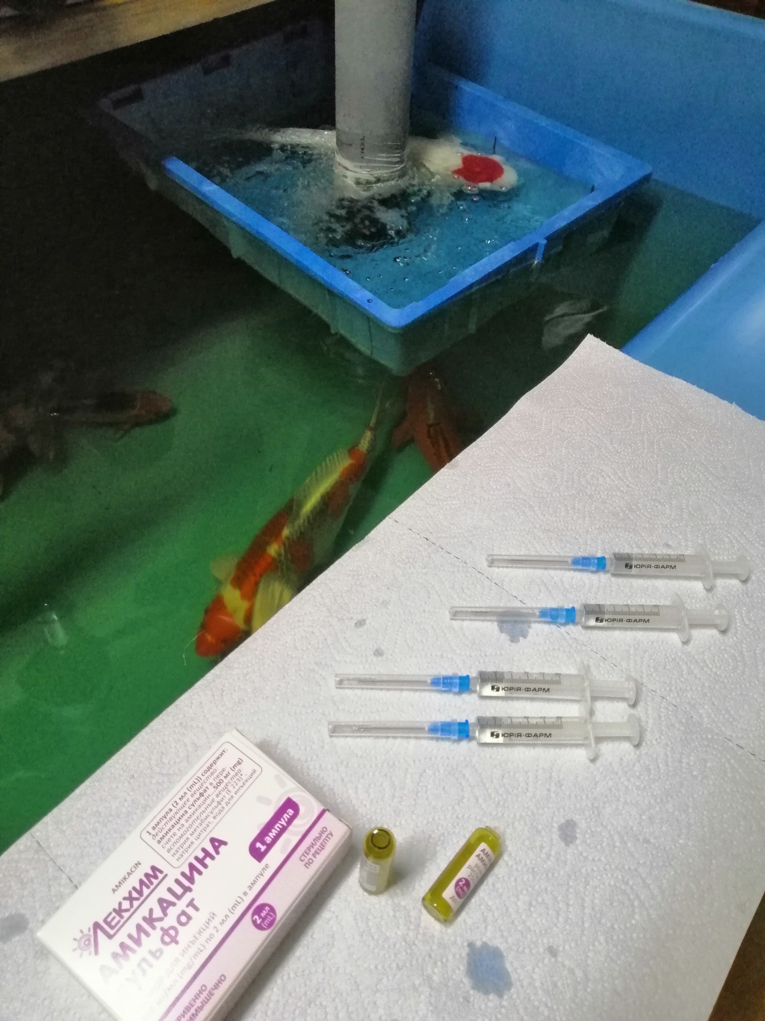 Leczenie ryb. Przygotowanie do zastrzyku.