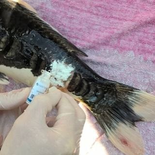 Leczenie rany u karpia koi: biały proszek aplikowany na uszkodzoną tkankę, widoczne rękawice ochronne i buteleczka z etykietą. Ujęcie z bliska.