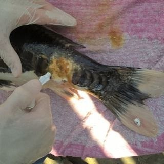 Leczenie rany u jesiotra na różowym ręczniku. Osoba w rękawiczkach aplikuje preparat na uszkodzone miejsce przy ogonie ryby, widoczne płetwy i łuski.