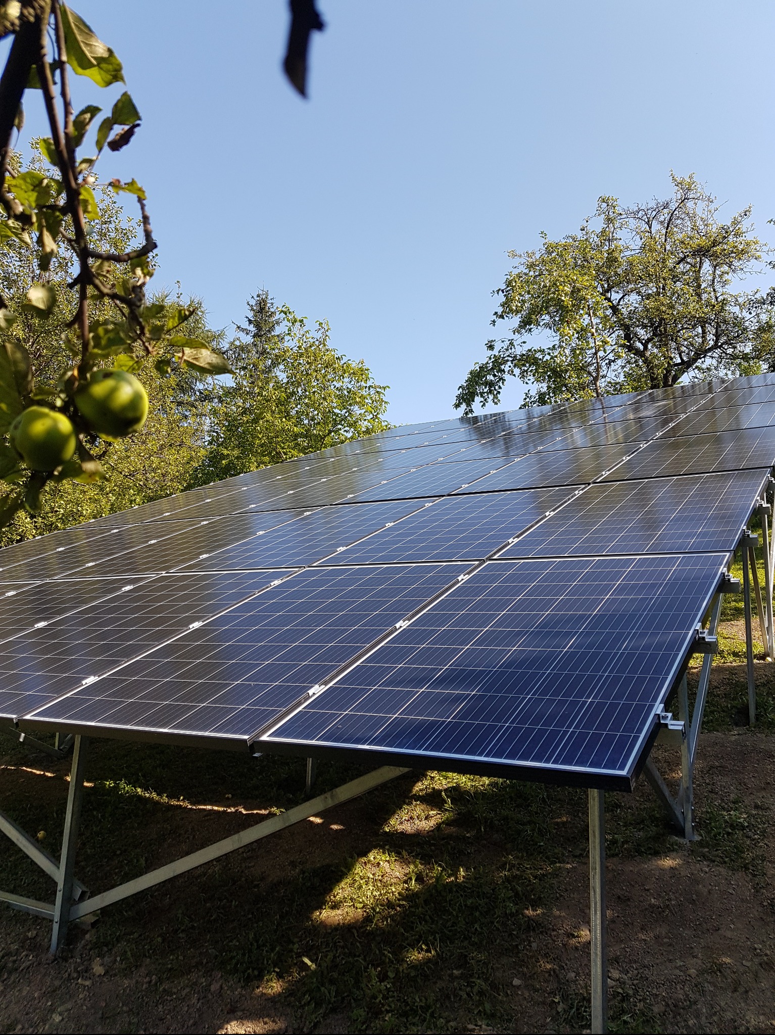 Instalacja paneli fotowoltaicznych na metalowej konstrukcji, widok z dołu, z zielenią drzew w tle i jabłkami na gałęzi w lewym górnym rogu. Słoneczny dzień.