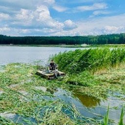 Koszenie trzcin na stawie kosiarką amfibijną TRUXOR 