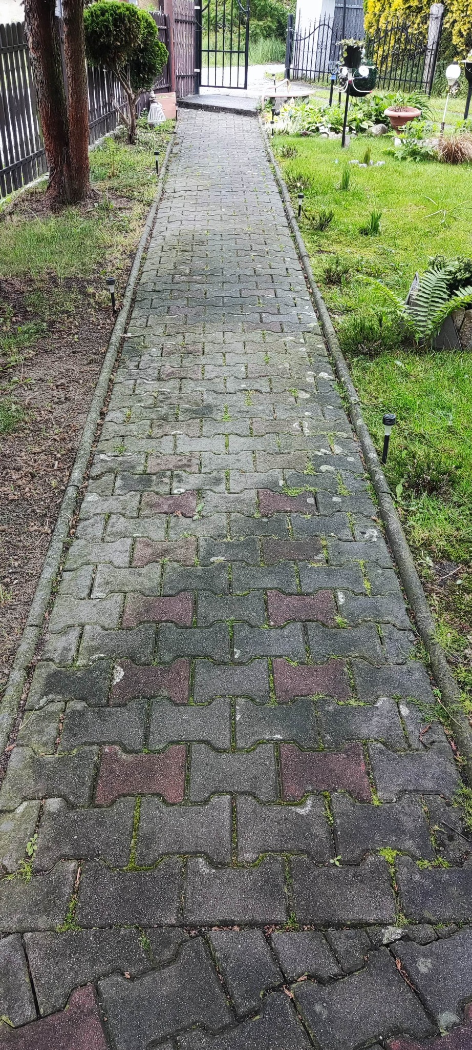 Zaniedbana ścieżka z kostki brukowej, porośnięta mchem i chwastami, prowadząca przez ogród w kierunku metalowej bramy. Widoczne ślady zabrudzeń i brak konserwacji.