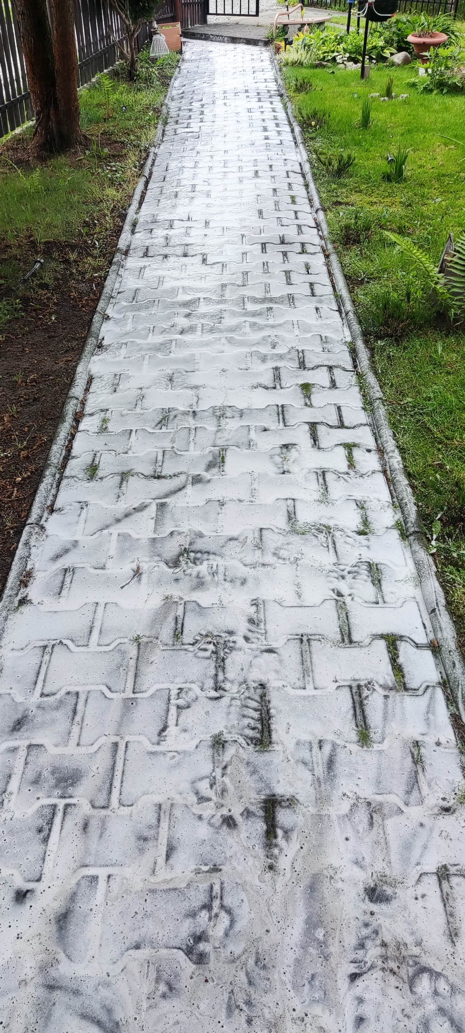 Ścieżka z kostki brukowej pokryta pianą myjącą, widoczne ślady butów. Czyszczenie w trakcie. Trawa po bokach, ogrodzenie w tle.