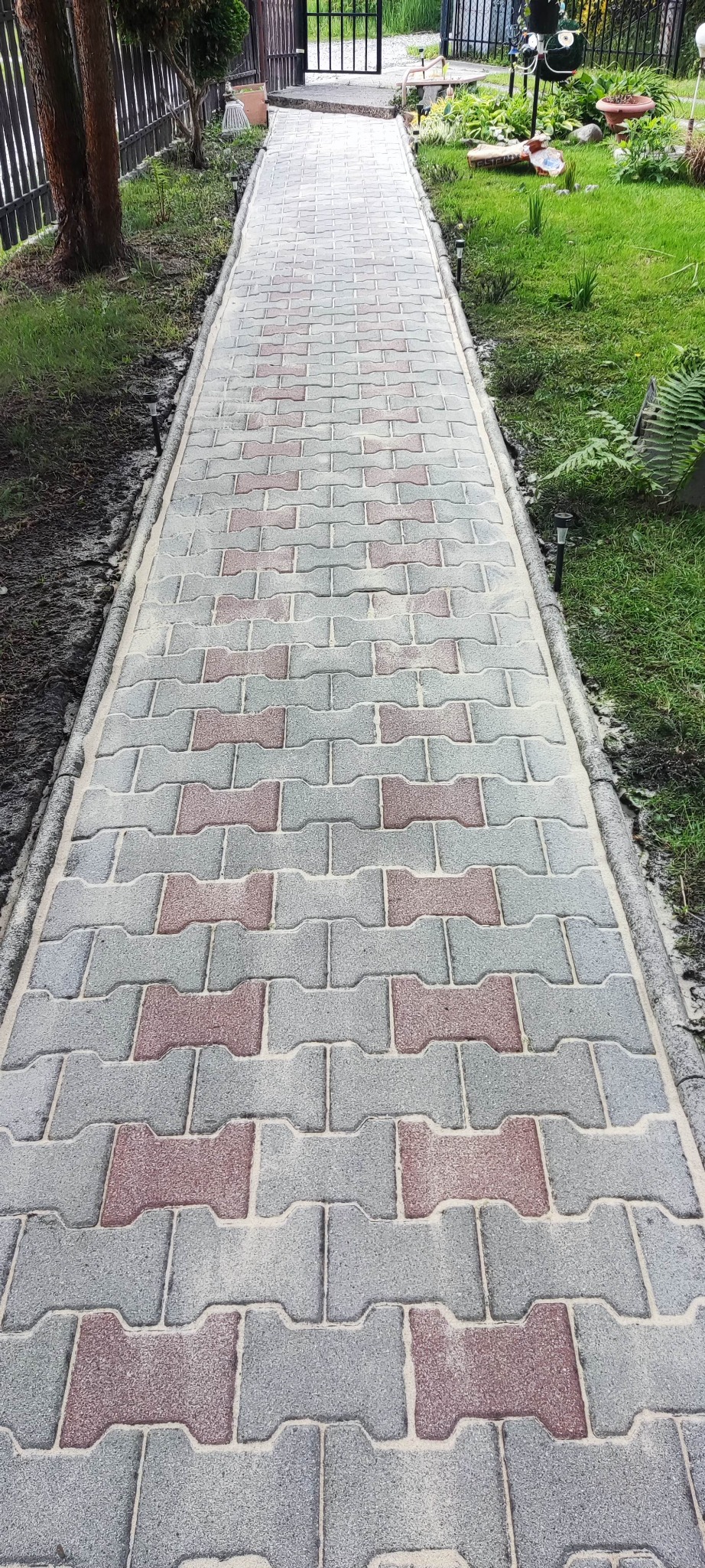 Świeżo umyta kostka brukowa w ogrodzie, wzór szaro-czerwony, czysta powierzchnia, widoczne fugi wypełnione piaskiem, obrzeża kostki, trawnik po bokach.