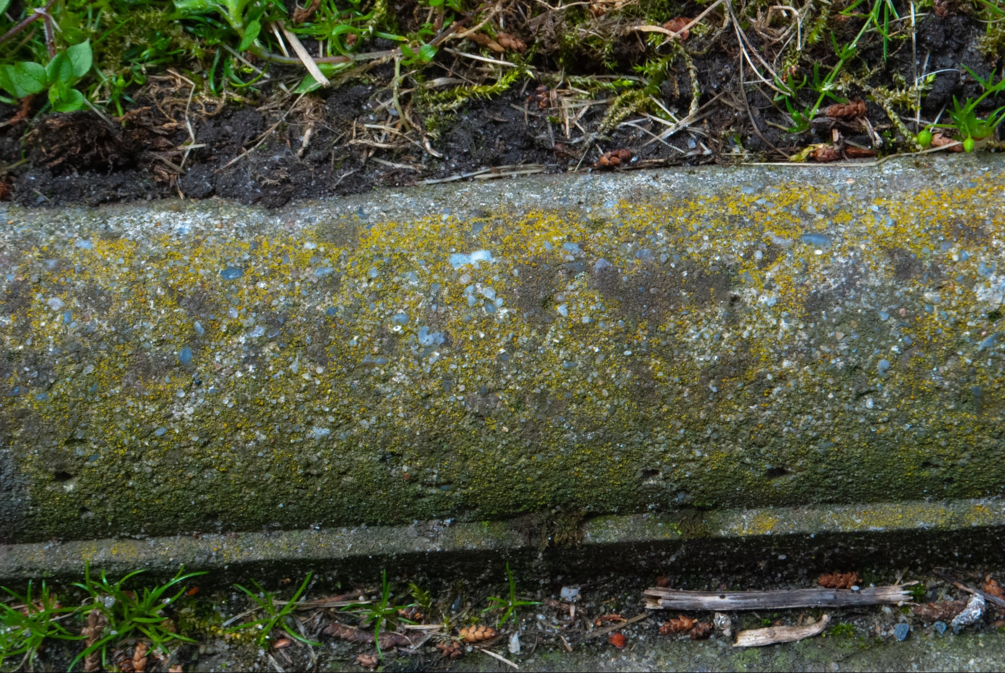 Zarośnięty mchem i zabrudzony kamienny obrzeże trawnika, widoczne źdźbła trawy i ziemia. Szary kamień pokryty żółto-zielonym nalotem, brudna powierzchnia.
