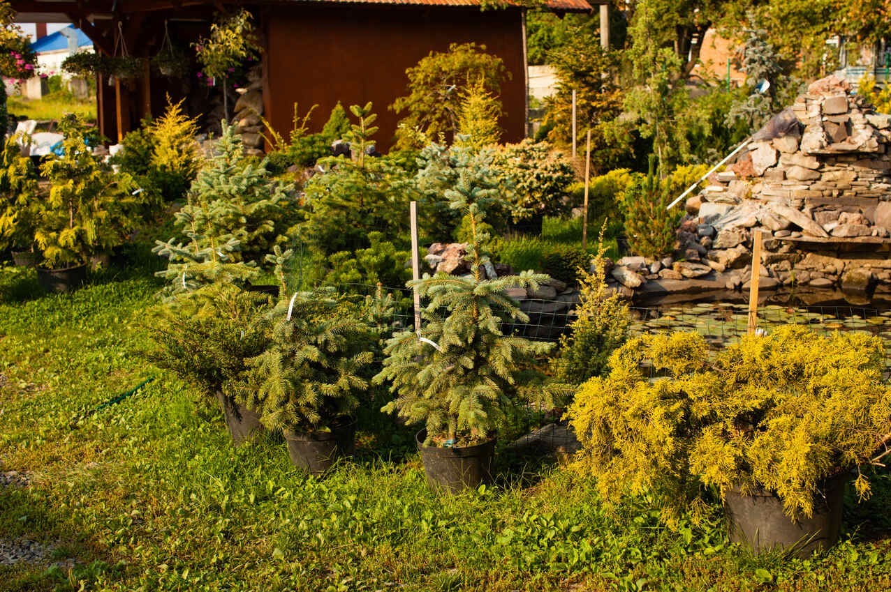 Różnorodne iglaki w donicach, niektóre z etykietami, na trawiastym terenie. W tle widoczny staw z kamienną kaskadą i budynek.