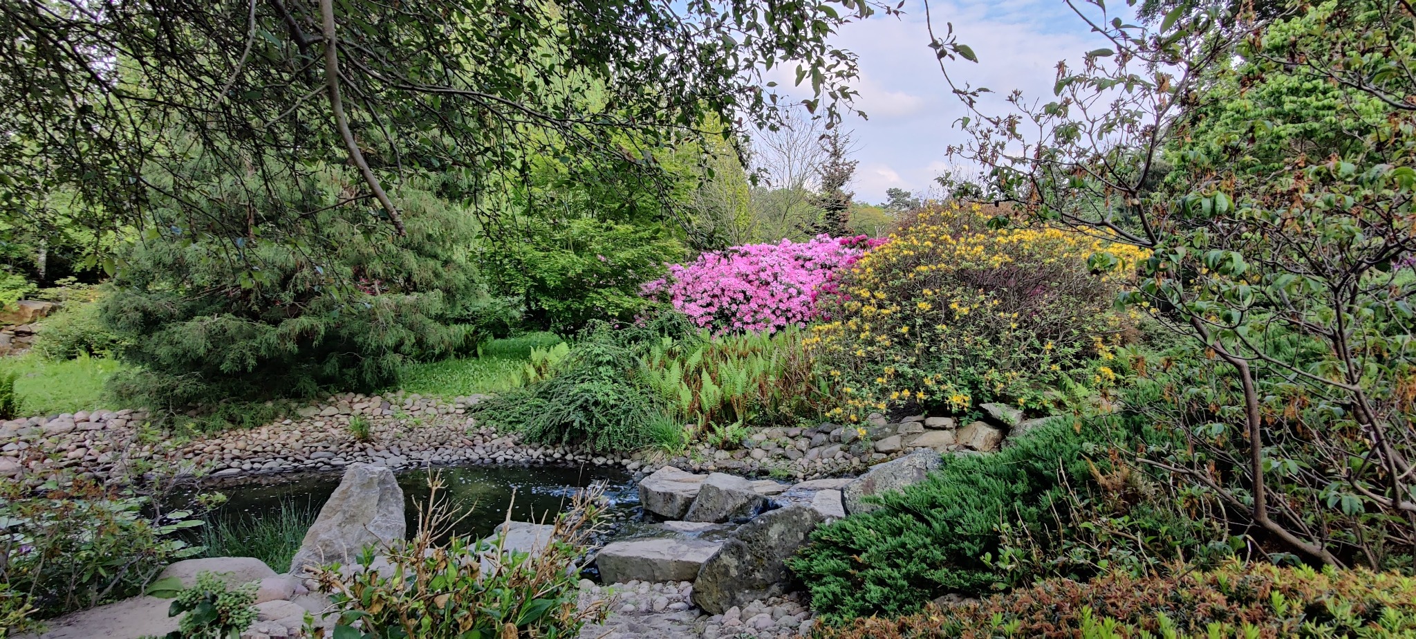 Malowniczy ogród z oczkiem wodnym, kamiennymi ścieżkami i kwitnącymi różanecznikami w odcieniach różu i żółci, otoczony zielenią drzew i krzewów.