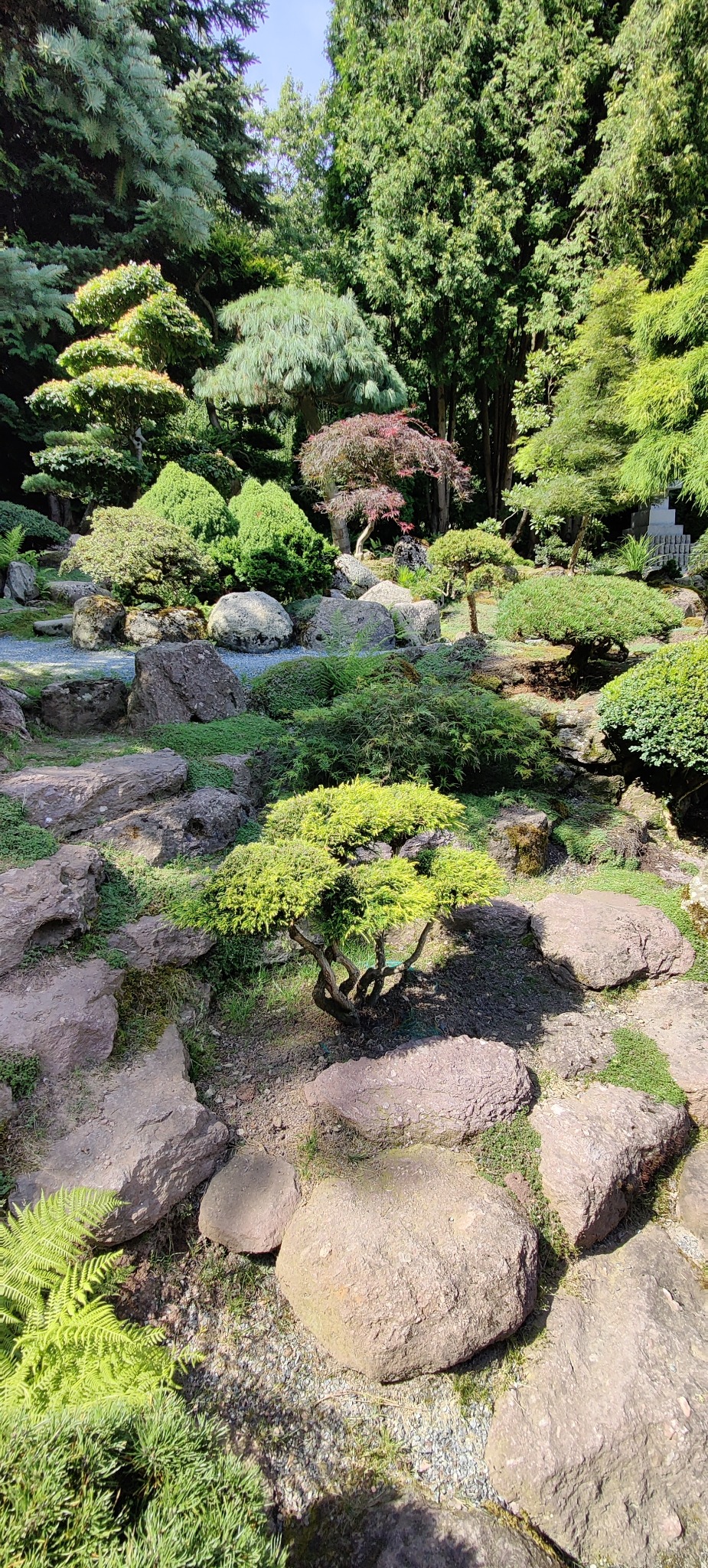 Malowniczy ogród japoński z kamieniami, formowanymi drzewami i krzewami. Kompozycja zieleni i brązowych skał. Ujęcie z dołu, podkreślające głębię ogrodu.
