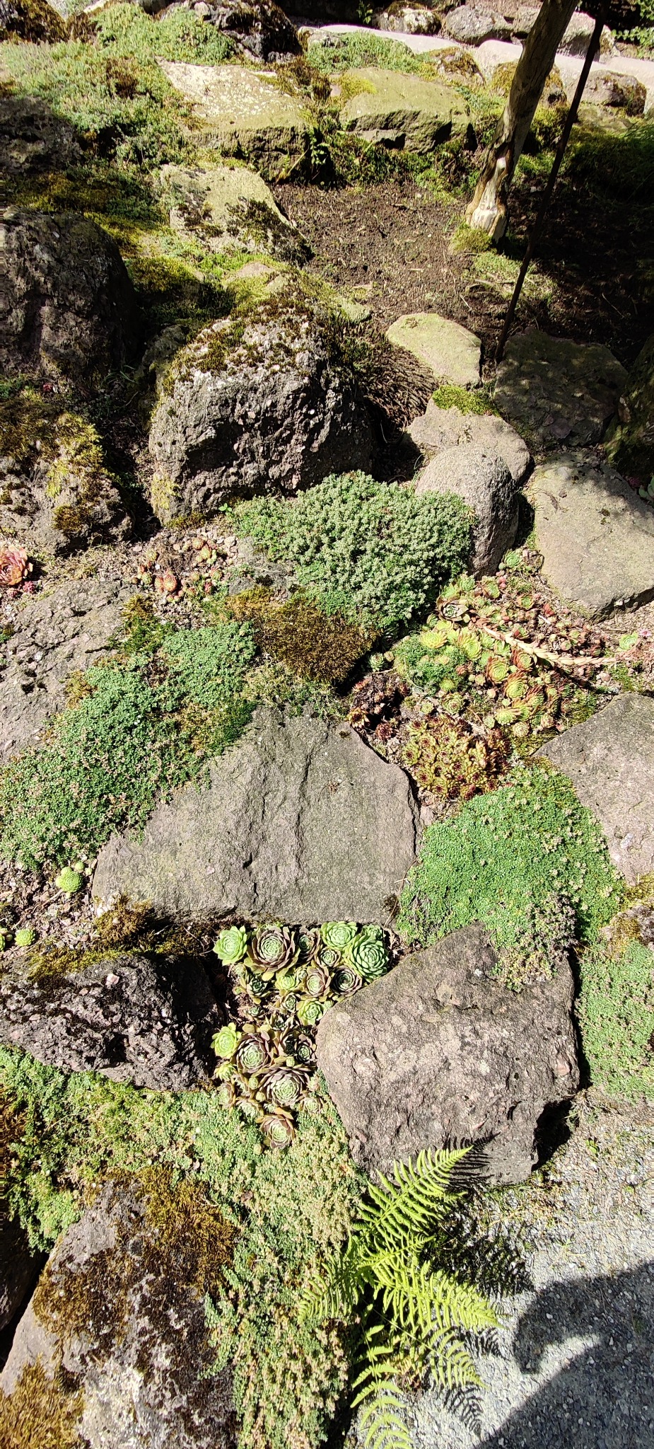 Aranżacja ogrodu skalnego z różnorodnymi roślinami: rojnikami, mchem i paprocią. Kamienie porośnięte zielenią tworzą naturalny, malowniczy krajobraz.