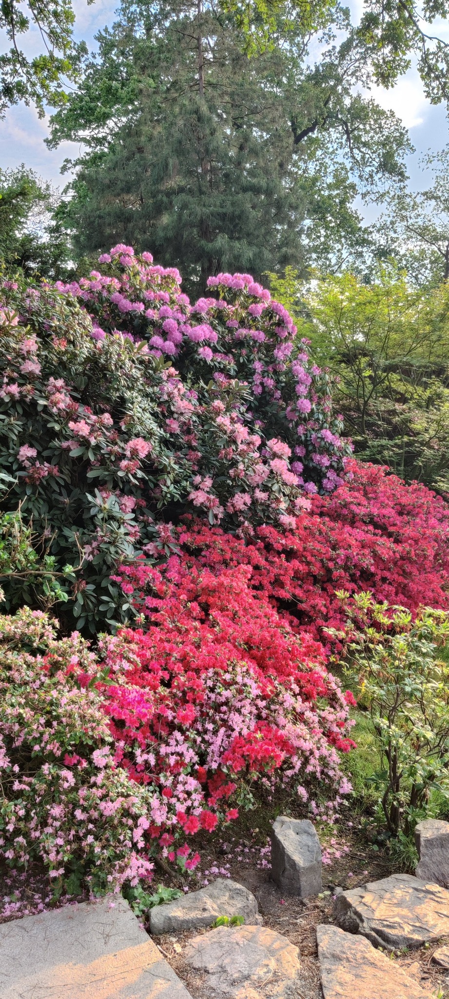 Kwitnące różaneczniki w Tenczynku, w odcieniach różu i czerwieni, tworzą barwną kompozycję w ogrodzie. Widoczne kamienie i drzewa w tle dopełniają naturalny krajobraz.