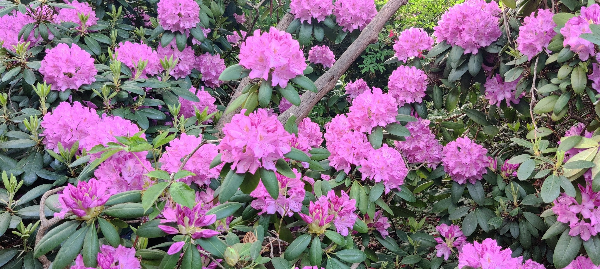 Krzew rododendronu w pełnym rozkwicie, prezentujący obfitość różowych kwiatów. Ujęcie z bliska, uwydatniające detale płatków i zielone liście.