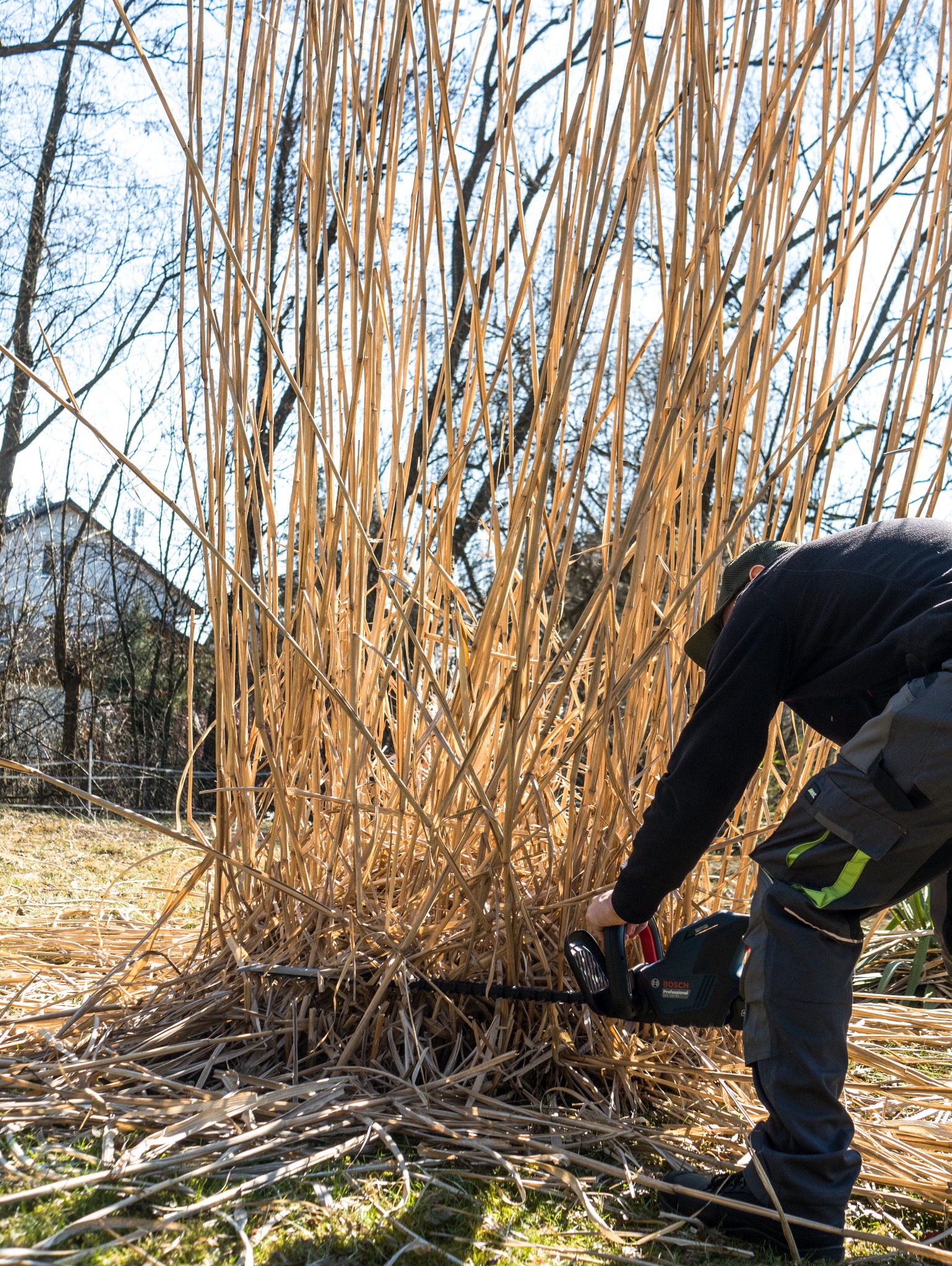 Osoba w kombinezonie tnie suche trawy elektrycznymi nożycami Bosch. W tle drzewa bez liści i budynek. Słoneczny dzień.
