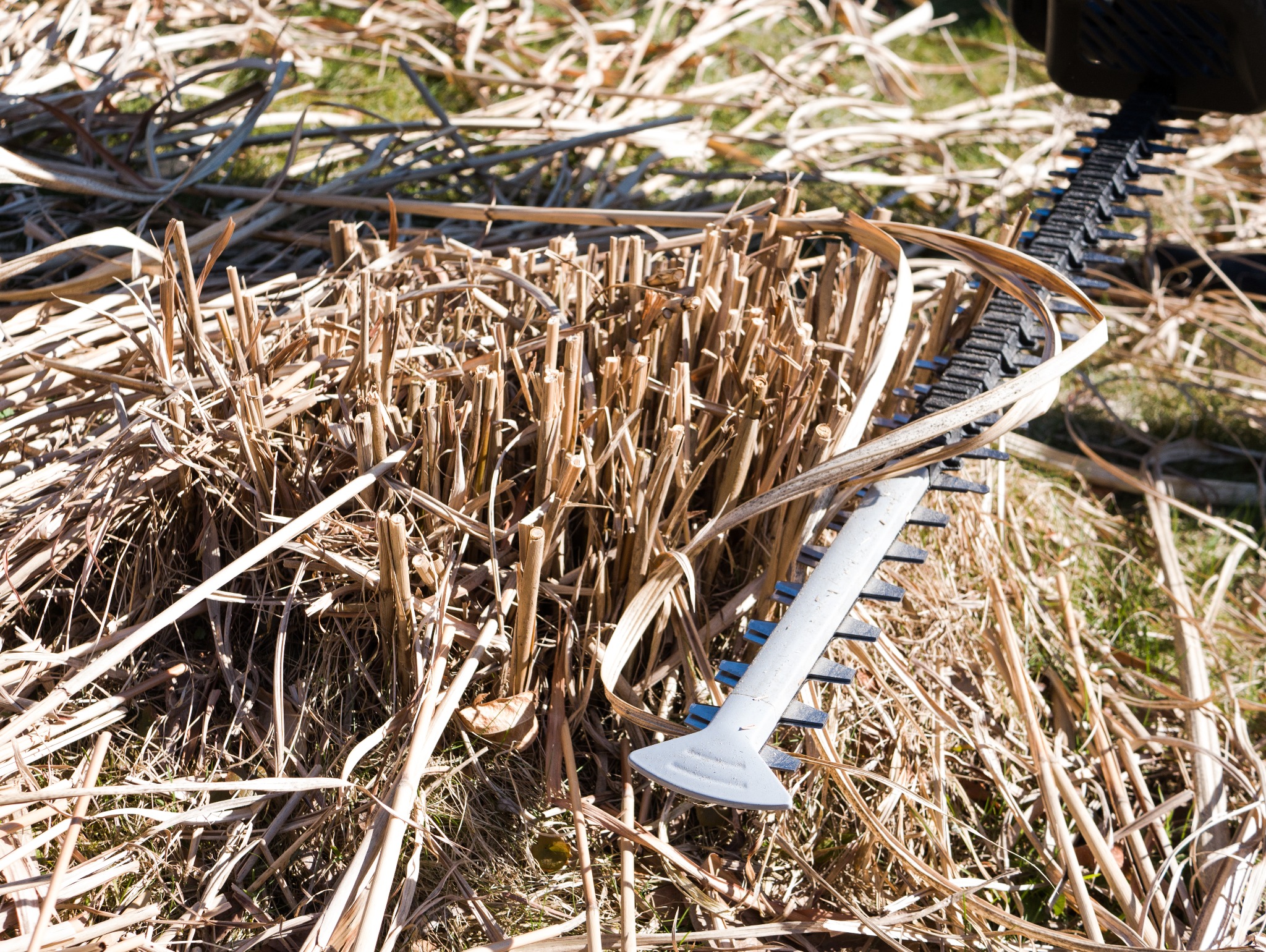 Przycięte krzewy ozdobne z użyciem nożyc elektrycznych. Widoczne ścięte pędy i fragment ostrza urządzenia na tle trawy.