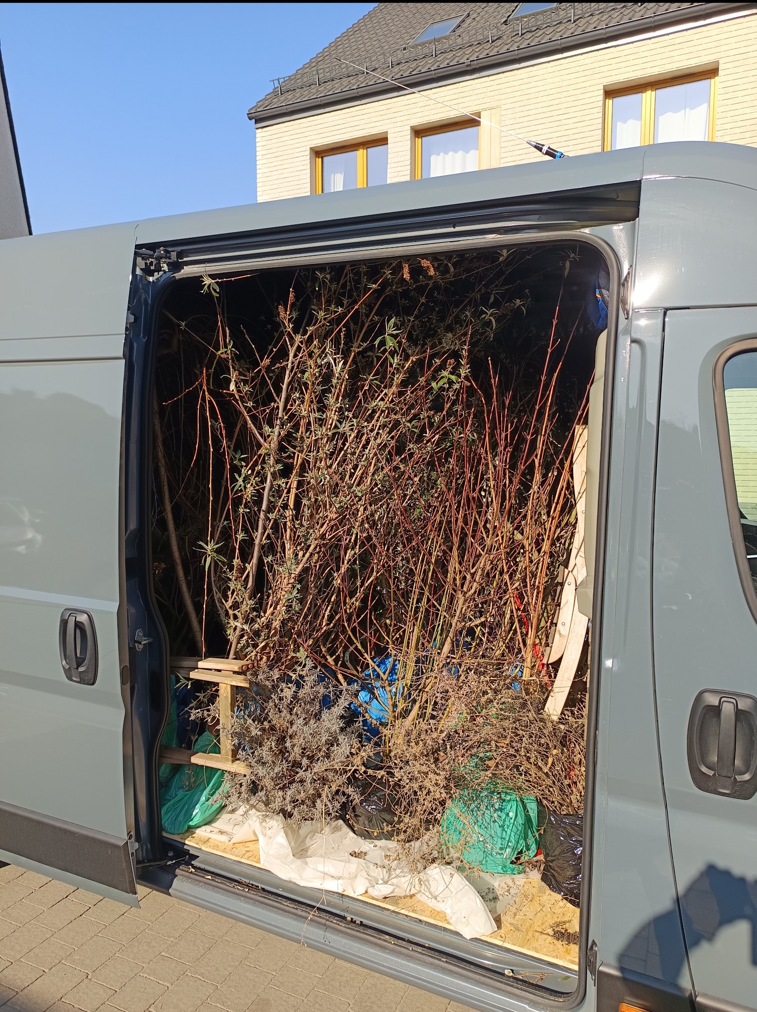 Szary bus z otwartymi drzwiami, wypełniony gałęziami, krzewami i zielonymi workami. Transport roślin z wykorzystaniem drewnianej konstrukcji wewnątrz pojazdu.