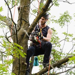 Wycinka drzew Nowy Targ 3