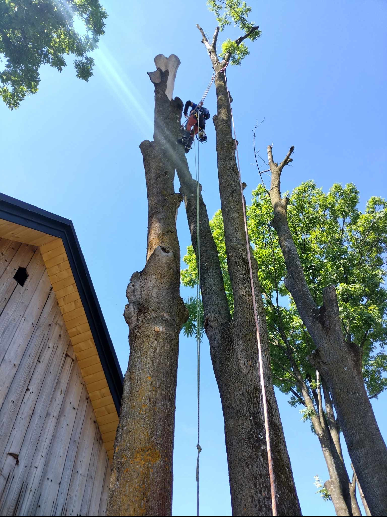 Arborysta w uprzęży podczas wycinki drzewa z poziomu ziemi, widok z dołu na tle błękitnego nieba i częściowo drewnianego budynku.