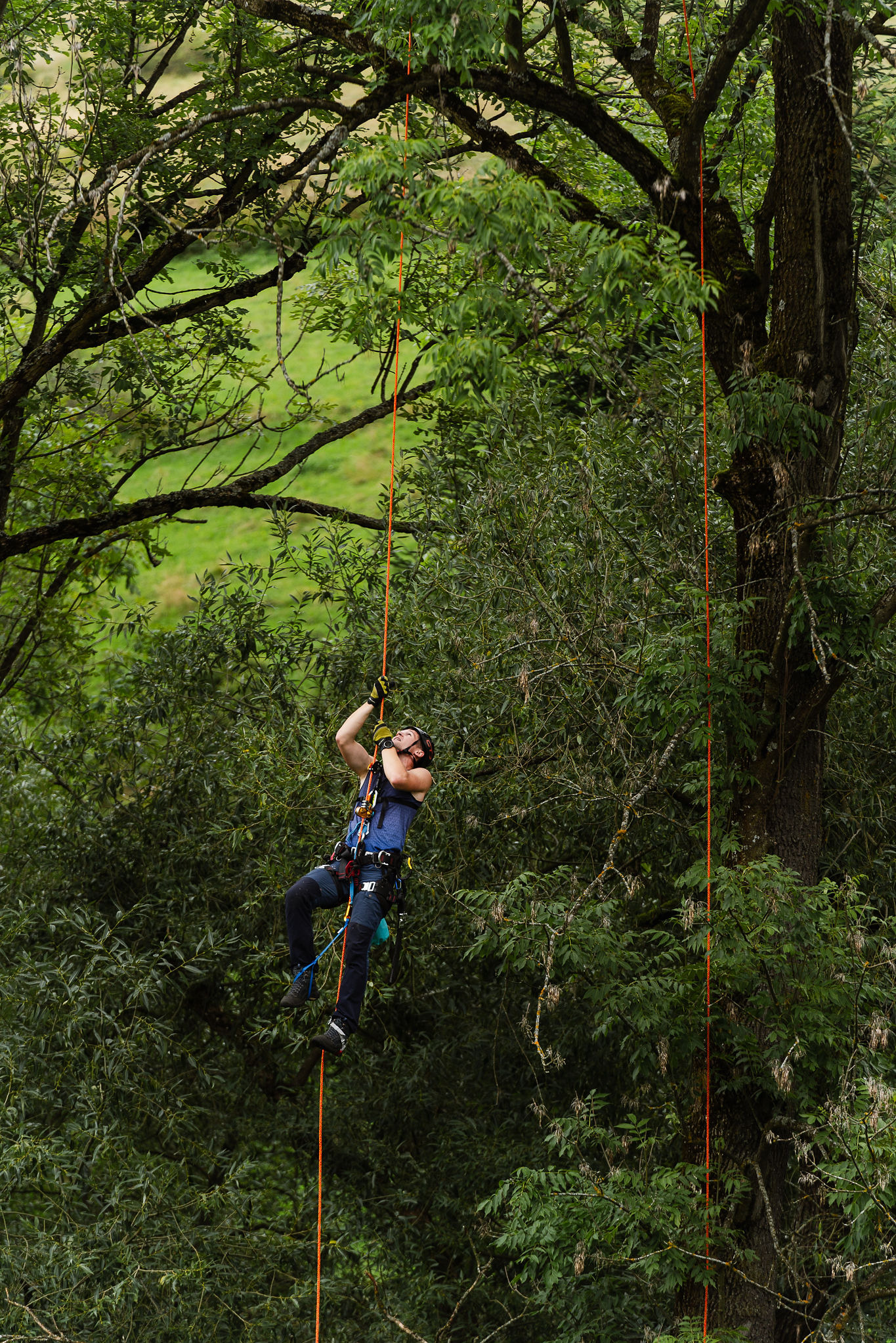 Pracownik na linie w koronie drzewa, zabezpieczony sprzętem alpinistycznym, wykonuje prace na wysokości. W tle zieleń drzew i trawa.
