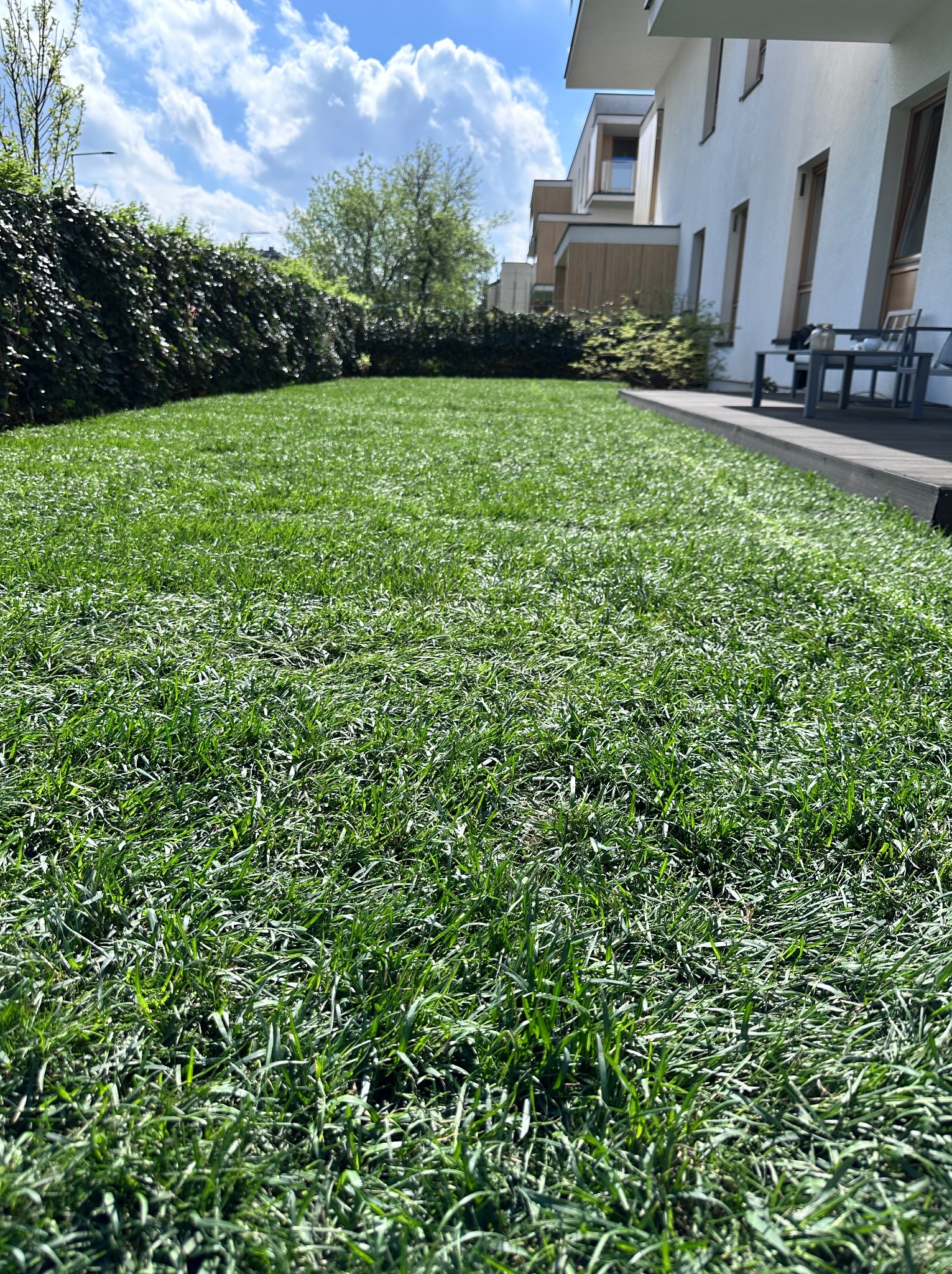 Soczysta, zielona trawa z rolki w nowoczesnym ogrodzie przydomowym, z widoczną granicą trawnika i równo przyciętym żywopłotem, w słoneczny dzień.