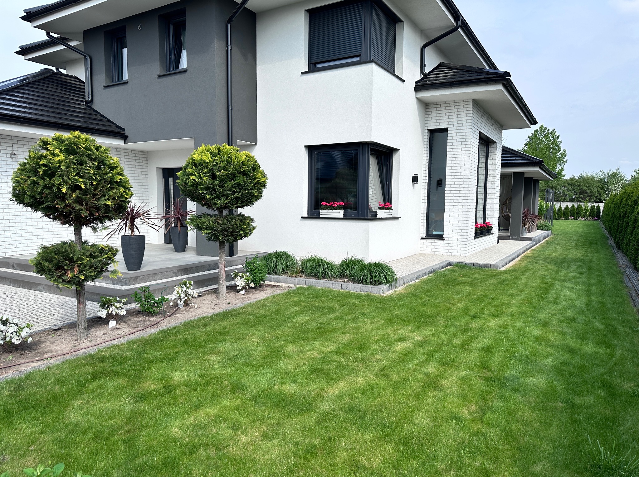Zadbany trawnik przed nowoczesnym domem z białej cegły i szarymi elementami. Widoczne kuliste drzewa, rabaty kwiatowe i równo przycięty żywopłot.