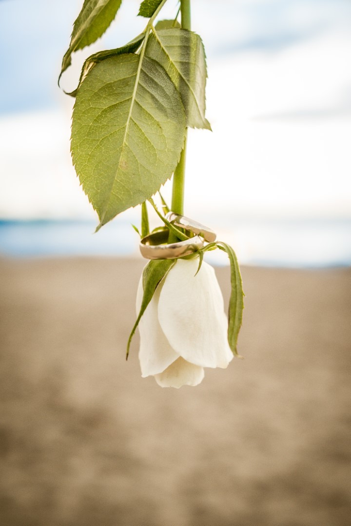 Dwa złote pierścionki ślubne zawieszone na białej róży z zielonymi liśćmi, na tle plaży i błękitnego nieba. Delikatne światło podkreśla detale.