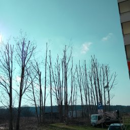 Wycinka drzew Lewickie 2