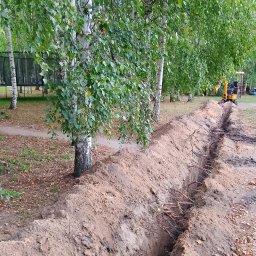 Wycinka drzew Lewickie 1