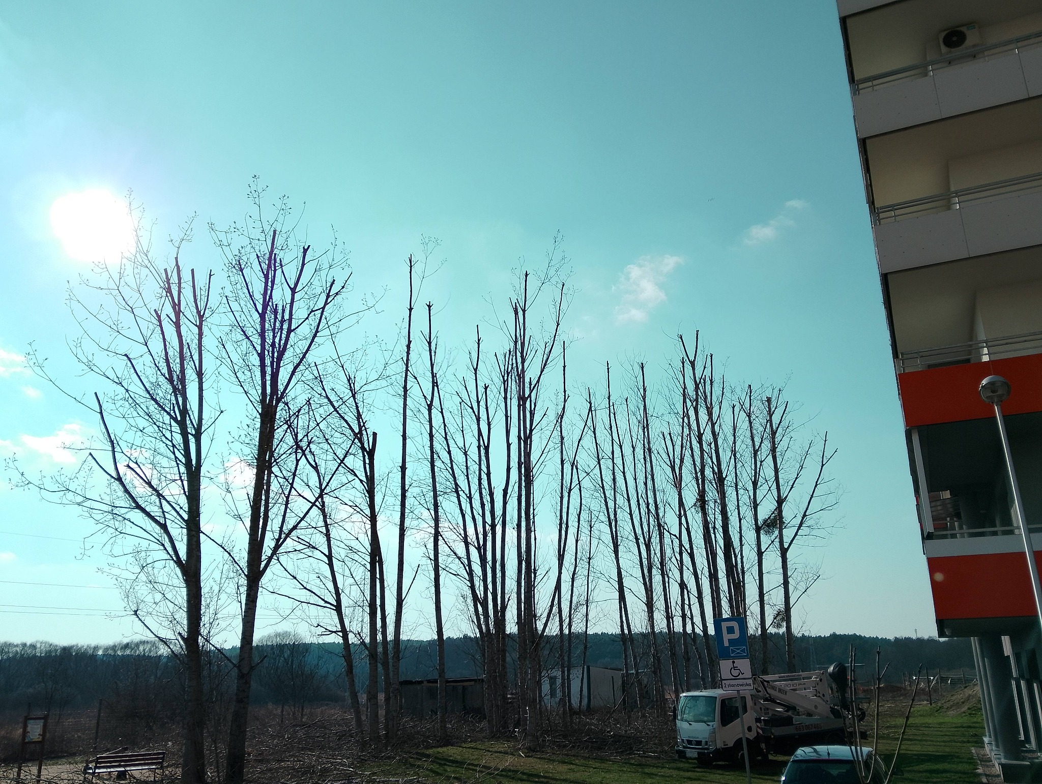 Efekt po przycięciu drzew w Lewickie: Równomiernie obcięte drzewa, z tyłu budynek i zaparkowany biały samochód z podnośnikiem koszowym.