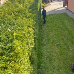 ECO SKILS - Pracownik w trakcie przycinania wysokiego, gęstego żywopłotu z tui, widok z góry, z pomarańczowym przedłużaczem na trawniku. Regularne cięcie i pielęgnacja żywopłotu.