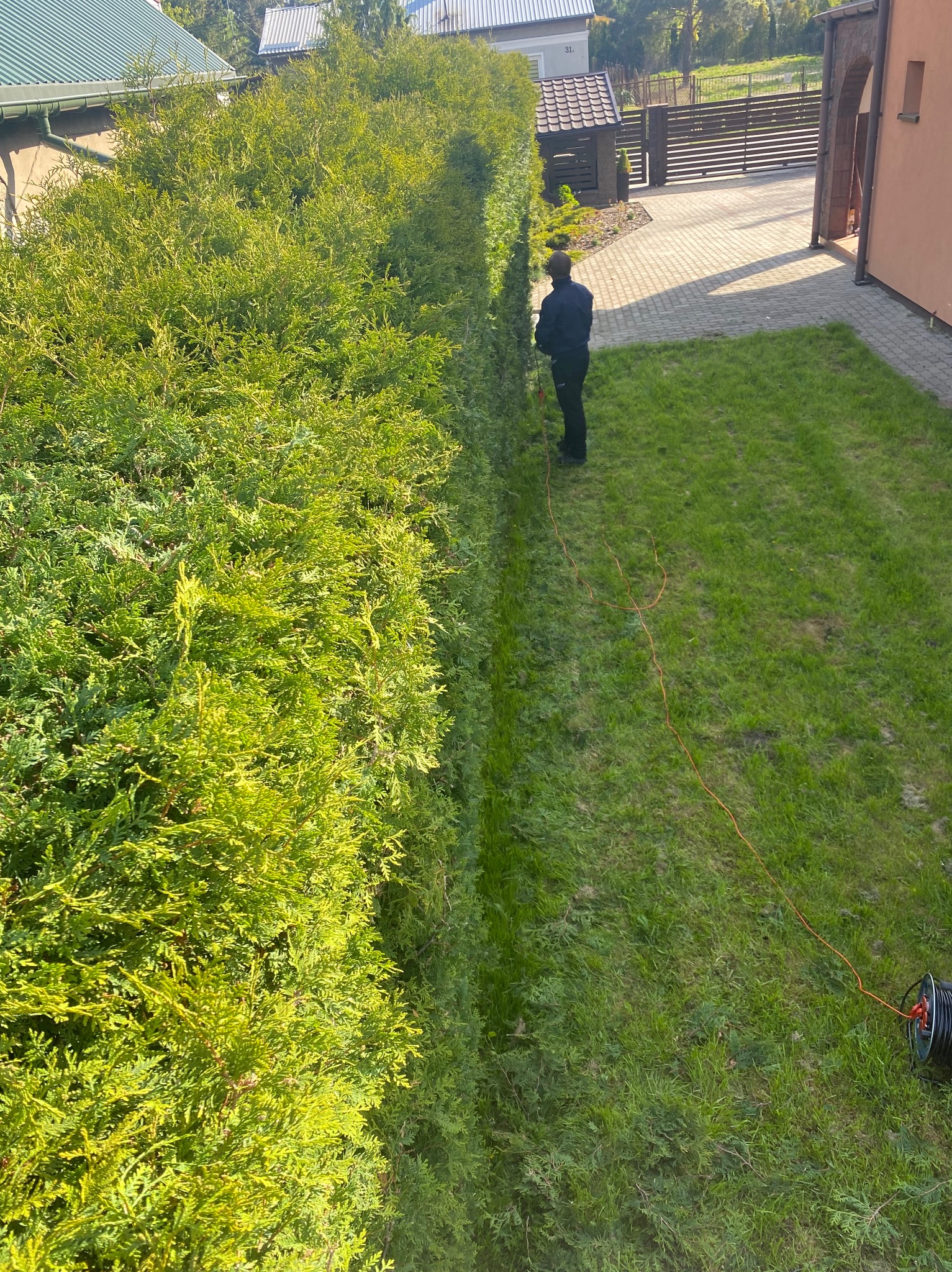 Pracownik w trakcie przycinania wysokiego, gęstego żywopłotu z tui, widok z góry, z pomarańczowym przedłużaczem na trawniku. Regularne cięcie i pielęgnacja żywopłotu.