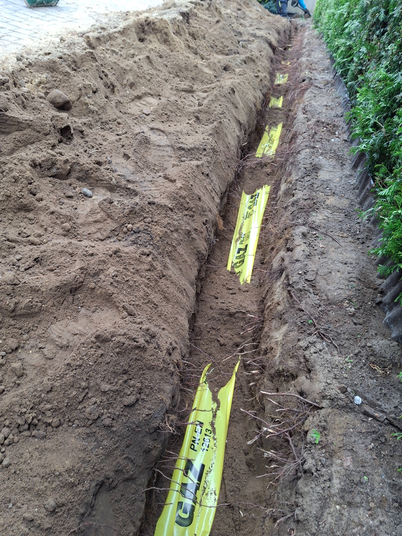 Wykop z ułożoną żółtą folią ostrzegawczą nad rurami gazowymi, widoczne korzenie drzew, ziemia i fragment chodnika w tle. Prace ziemne.