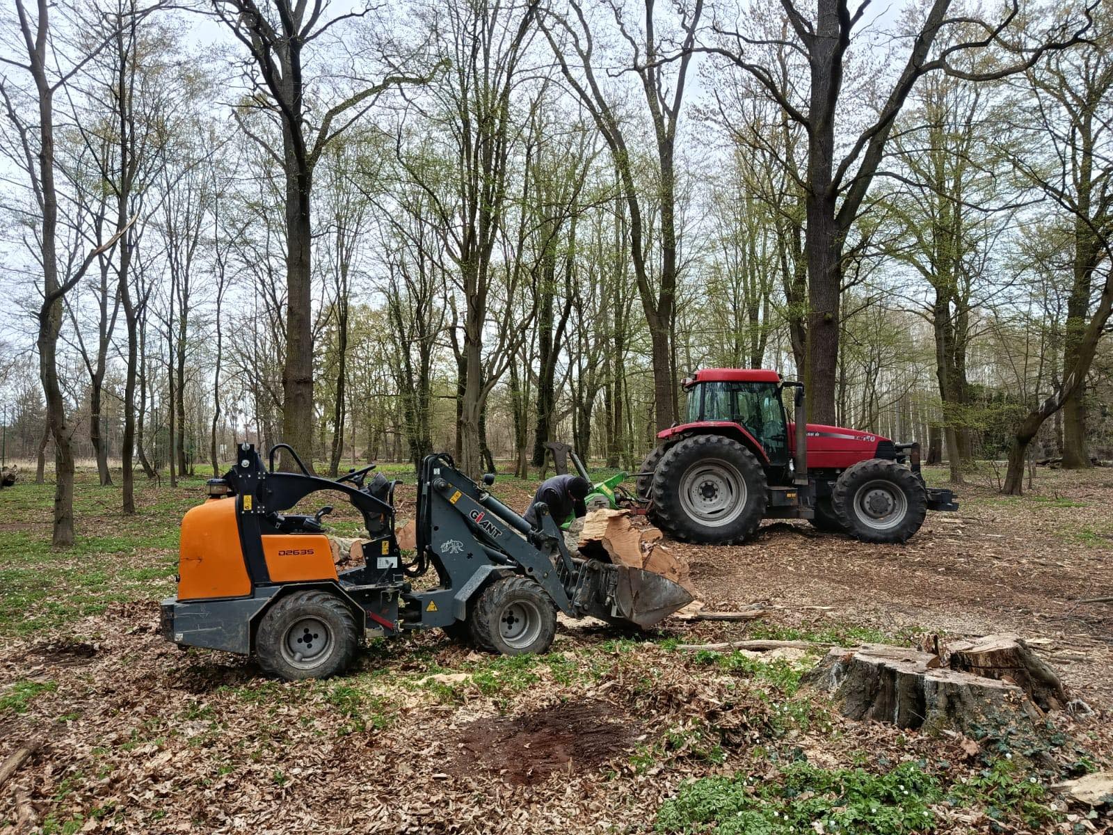 Uporządkowanie terenu po wycince