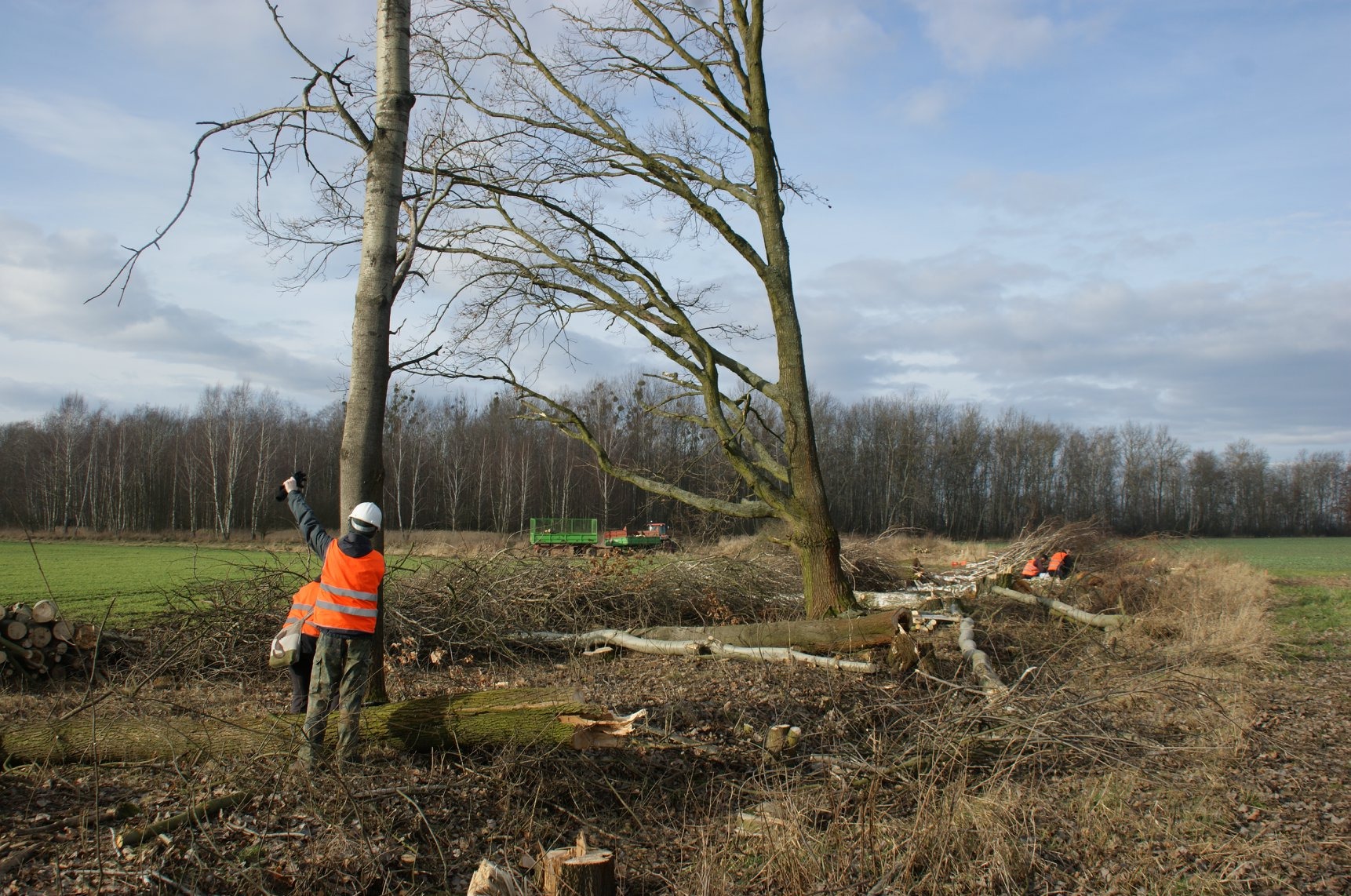 Pracownicy w odblaskowych kamizelkach przy wycince drzew. Ścięte pnie i gałęzie leżą na ziemi. W tle widoczny zielony ciągnik i las.