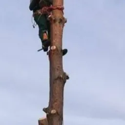 Arborysta w kasku i uprzęży, w trakcie wycinki drzewa na wysokości, z użyciem liny. W tle niebo i fragment budynku.