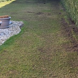 Katarzyna Lehmann-Siemieniuch - Aeracja trawnika: widok z góry na trawnik po zabiegu aeracji, z widocznymi otworami w darni i resztkami organicznymi na powierzchni. Trawa częściowo zielona, częściowo przesuszona.