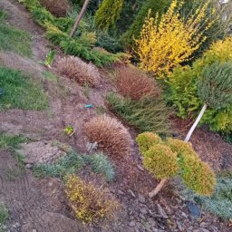 Cięcie roślin ozdobnych lawendy , tawuły oraz iglaków.