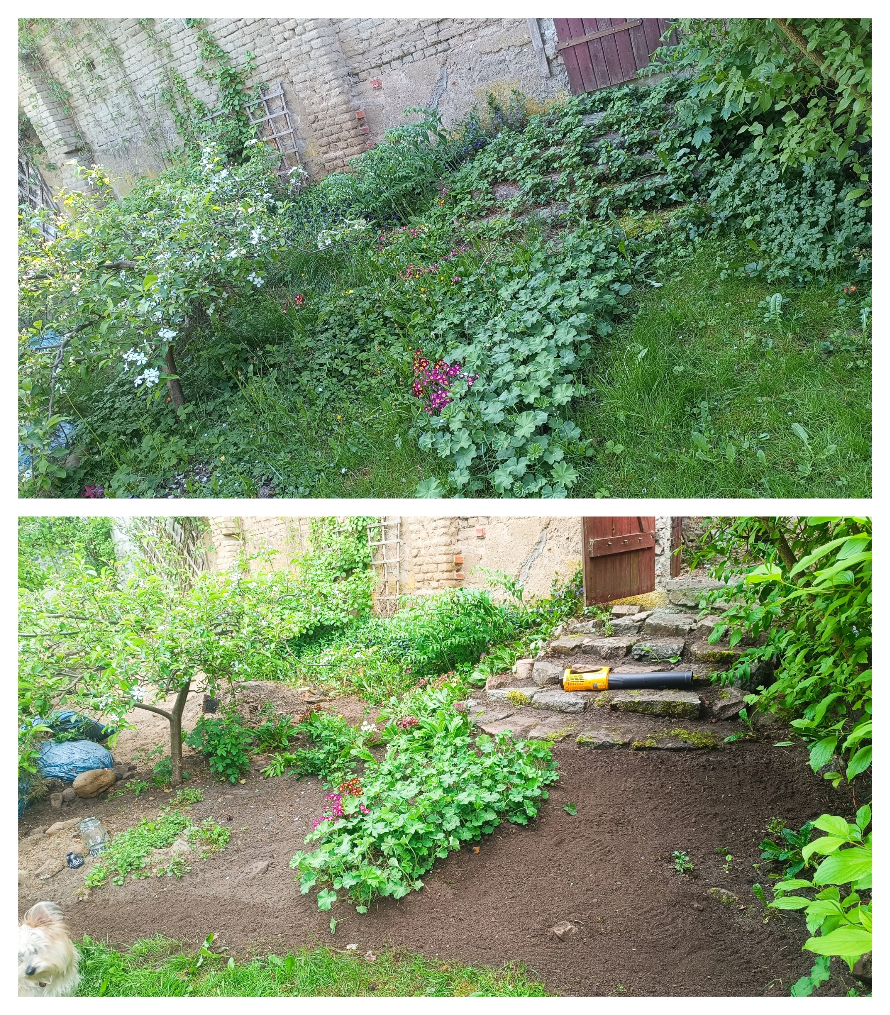 Zdjęcie 'przed i po' przedstawia zaniedbany ogród przed i uporządkowany ogród po pielęgnacji. Widoczne kwiaty, drzewa, kamienne schody i dmuchawa do liści.