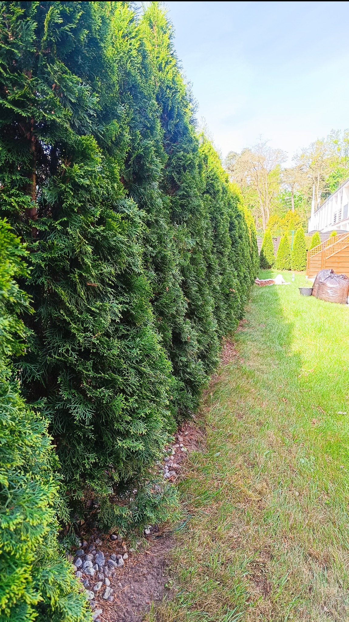 Równy szpaler zielonych tuj oddziela trawnik od posesji. Widoczne kamienie u podstawy roślin i elementy wyposażenia ogrodu w tle. Słoneczny dzień.