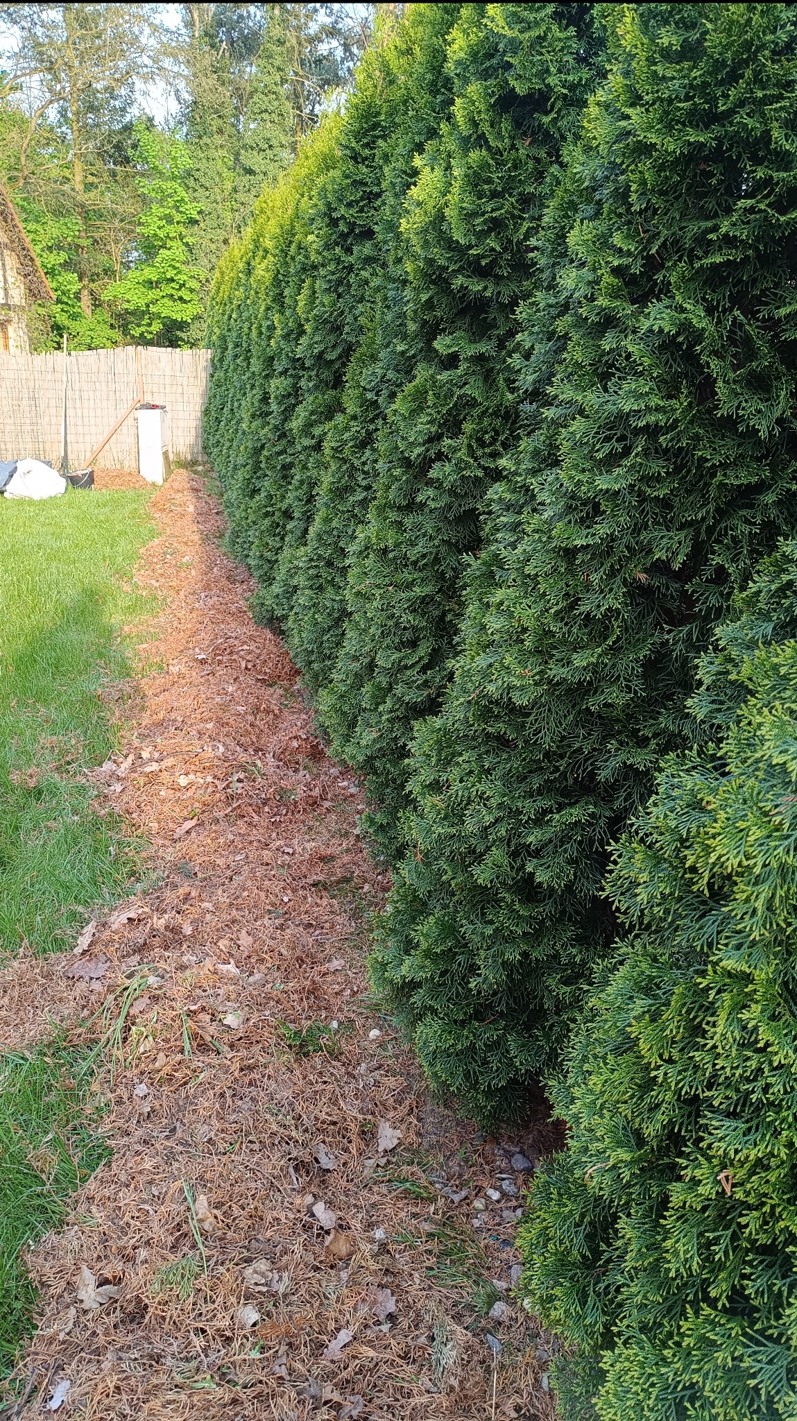 Gęsty, zielony żywopłot z tui szmaragd, oddzielający trawnik od ścieżki wyłożonej igliwiem. W tle drewniane ogrodzenie i fragment budynku.
