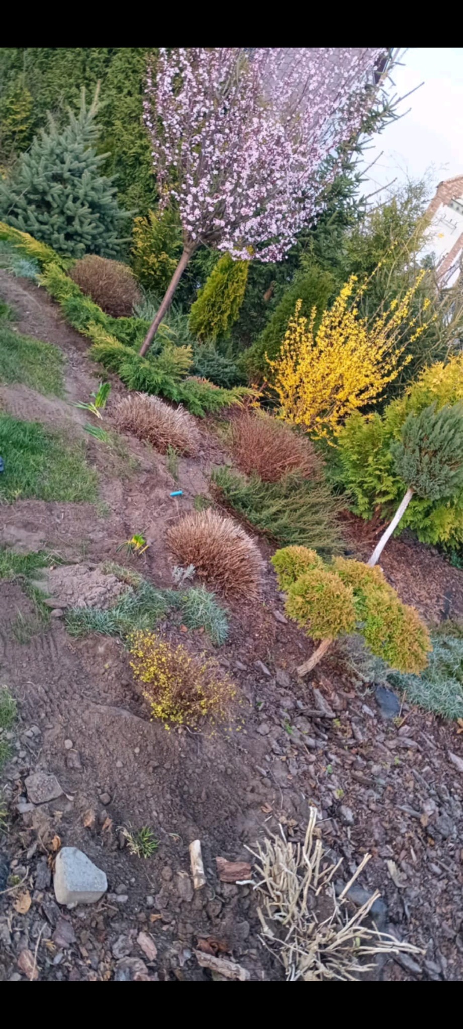 Cięcie roślin ozdobnych lawendy , tawuły oraz iglaków.