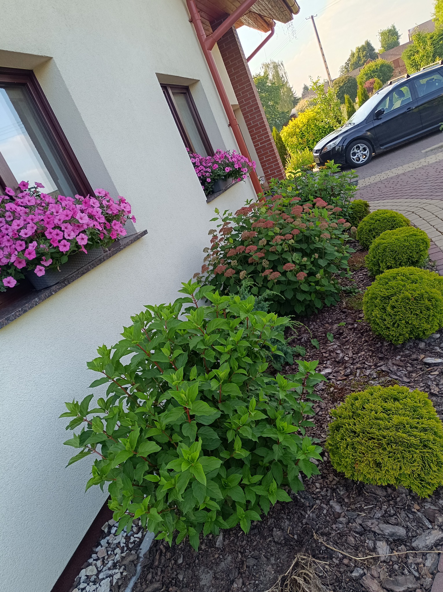 Ogród przy domu jednorodzinnym: rabaty z krzewami, okrągłe tuje, kwiaty w oknach. Na podłożu kora, w tle zaparkowany samochód. Słoneczny dzień.