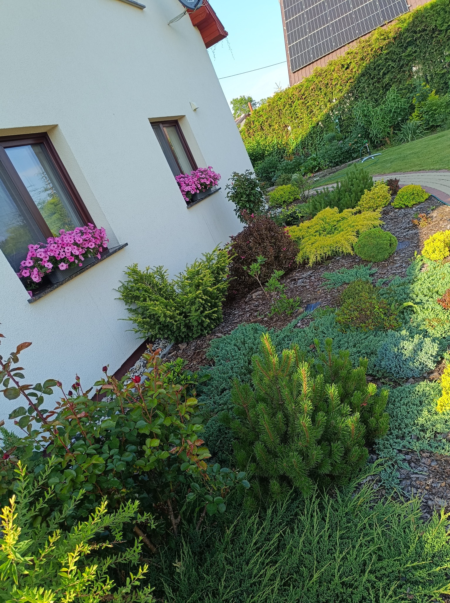 Ogród przydomowy z różnorodną roślinnością: iglaki, krzewy liściaste, kwiaty w donicach na parapecie. Ścieżka z kostki brukowej, panele słoneczne na dachu.
