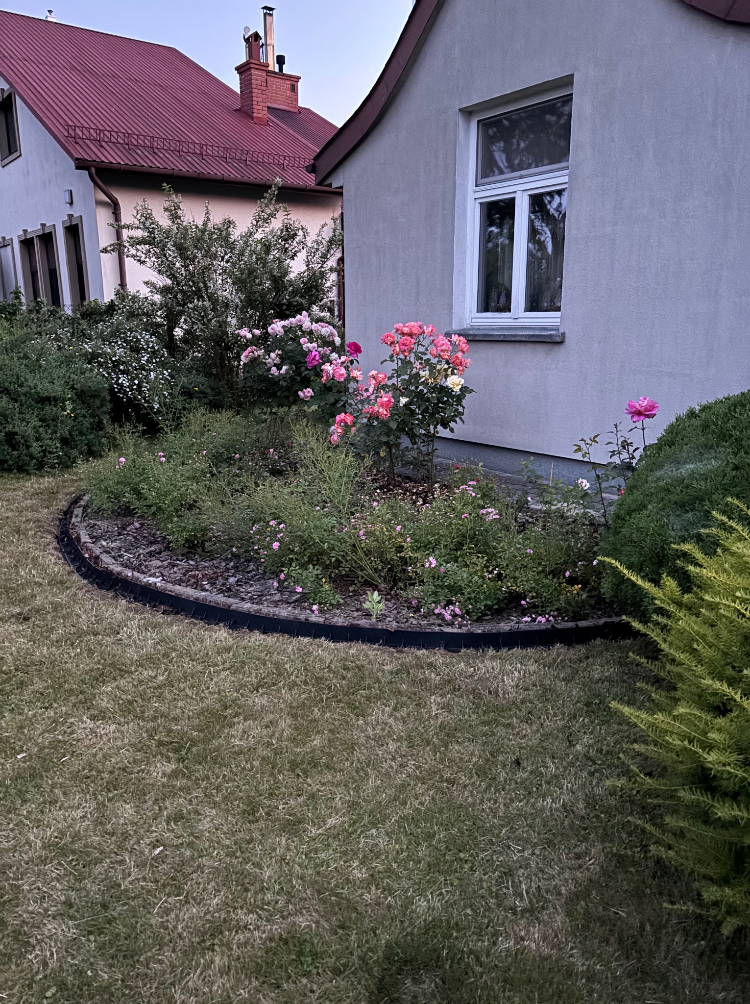 Kwitnący, różany ogródek z obrzeżem przy domu z szarą elewacją i białymi oknami. Widoczne krzewy, drzewa i trawnik. Nastrojowe, wieczorne oświetlenie.
