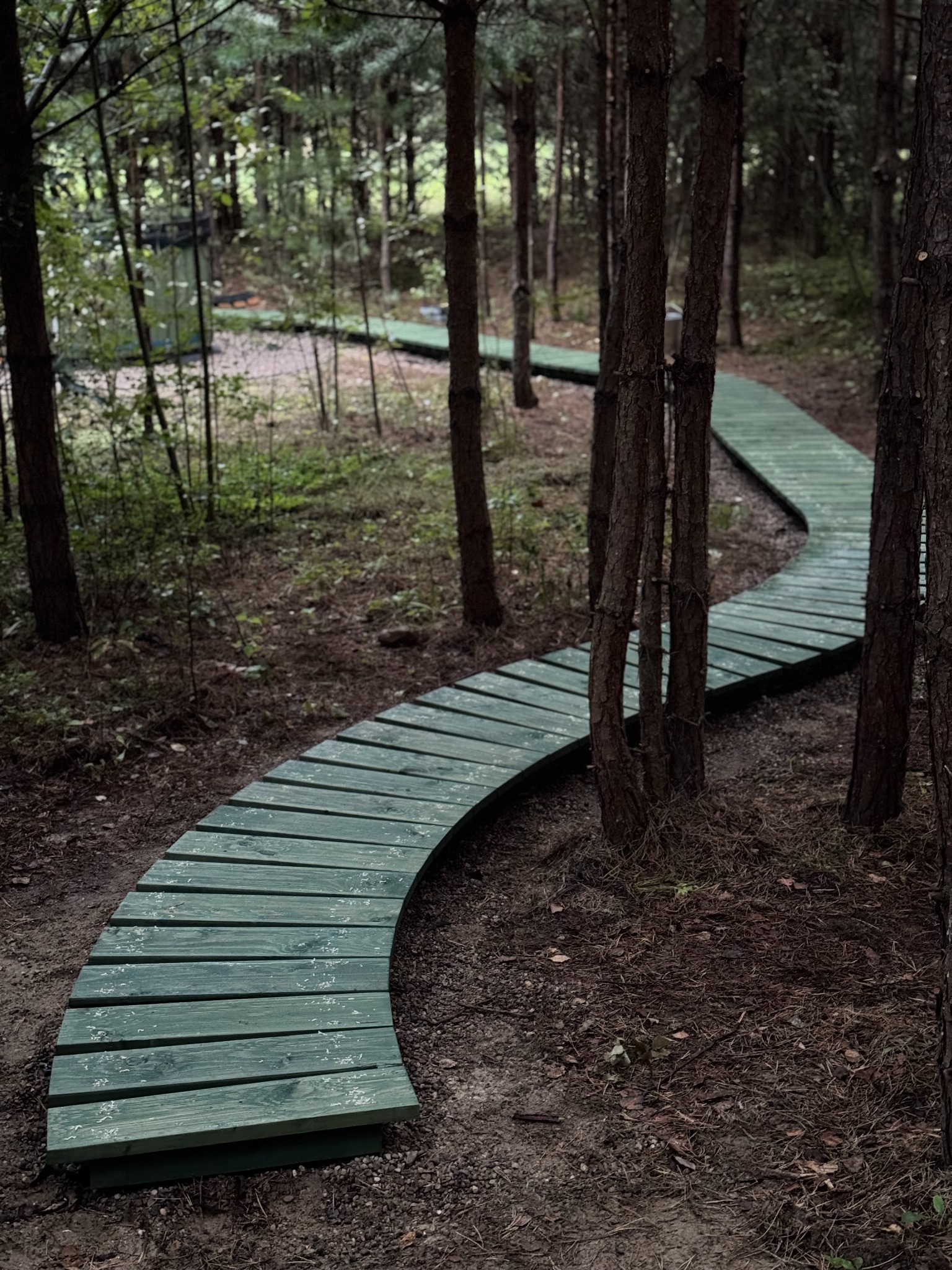 Kręta, zielona ścieżka z desek w lesie, prowadząca przez drzewa. Widok z perspektywy pieszego na drewnianą konstrukcję w naturalnym otoczeniu.