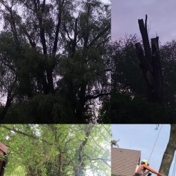 Drzewo PL 76 - Kompozycja czterech ujęć: drzewo przed i po wycince, drzewo porośnięte bluszczem oraz arborysta w trakcie pracy na drzewie. Różne etapy pielęgnacji zieleni.