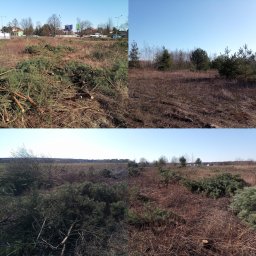 Drzewo PL 76 - Kompozycja czterech ujęć terenu po wycince drzew iglastych. Na jednym z ujęć w tle widoczna zabudowa miejska i billboard. Błękitne niebo.