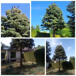Drzewo PL 76 - Czteroobrazowe zestawienie: przed i po przycinaniu wysokiej choinki. Na górze mężczyzna na szczycie drzewa. Świeżo przycięte gałęzie na trawniku.
