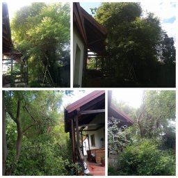 Drzewo PL 76 - Zarośnięty ogród z widoczną altaną i domem. Bujna roślinność, drzewa i krzewy wymagają pielęgnacji. Widoczne ślady przycinania gałęzi.