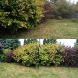 Drzewo PL 76 - Porównanie stanu ogrodu przed i po: bujne krzewy o zróżnicowanej kolorystyce liści i trawnik. U góry zaniedbany, u dołu zadbany trawnik i krzewy.