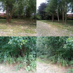 Drzewo PL 76 - Porównanie terenu przed i po wycince drzew: widoczne świeże ślady cięcia na pniach, uporządkowane otoczenie, usunięte gałęzie i krzewy, odsłonięta ścieżka.